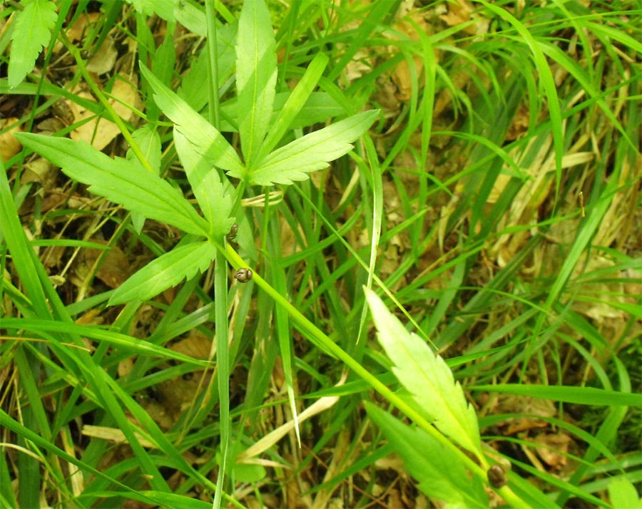 Dal Gargano, Cardamine bulbifera